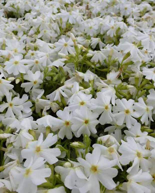 Phlox mousse Calvides White - Fleurs vivaces - Phlox Calvides White