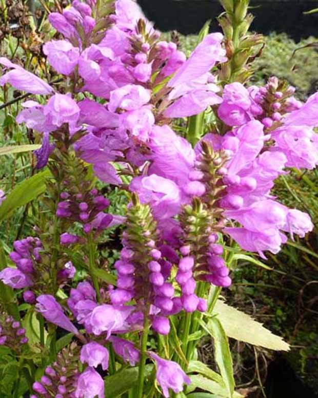 3 Cataleptiques Red Beauty - Cataleptique - PHYSOSTEGIA VIRGINIANA RED BEAUTY