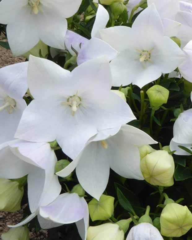 Platycodon à grandes fleurs Fuji White - jardins - PLATYCODON GRANDIFLORUS FUJI WHITE