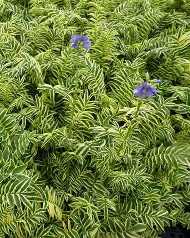 Valériane grecque Brise d Anjou - jardins - Polemonium caeruleum Blanjou BRISE DANJOU