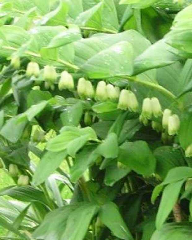 Sceau de Salomon hybride de Weihenstephan - jardins - Polygonatum x hybridum Weihenstephan