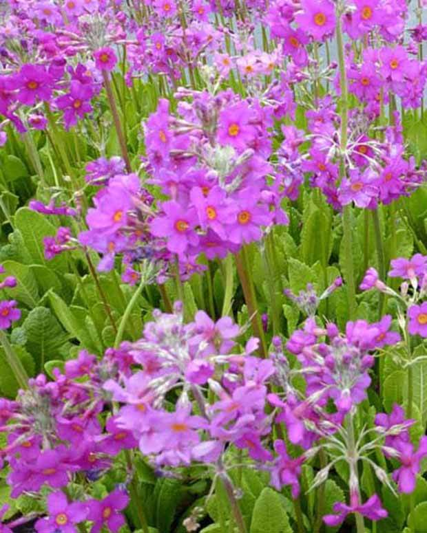 Primevère candélabre - Fleurs vivaces - PRIMULA BEESIANA