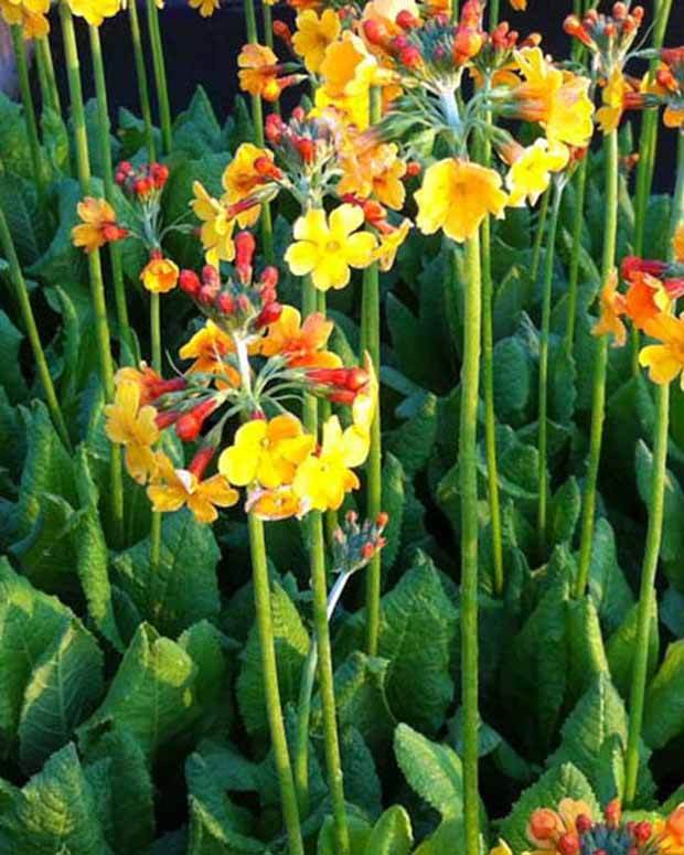 Primevère candélabre de Bulley - Fleurs vivaces - Primula bulleyana