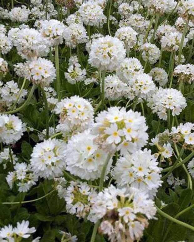 Primevère denticulée blanche - Fleurs vivaces - Primula denticulata Alba