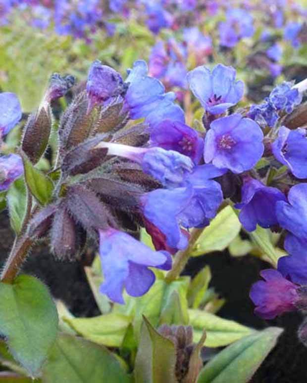 Pulmonaire à feuilles étroites Blaues Meer - Fleurs vivaces - Pulmonaria angustifolia Blaues Meer