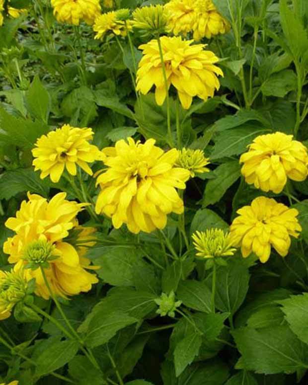 Rudbeckia Goldquelle - Fleurs vivaces - RUDBECKIA LACINIATA GOLDQUELLE