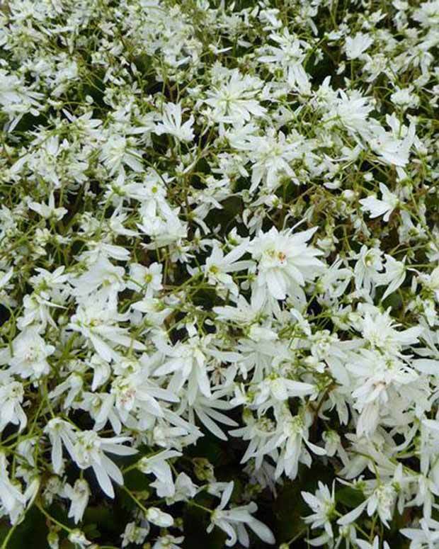 Saxifrage à courtes feuilles Shiranami - Fleurs vivaces - Saxifraga Shiranami
