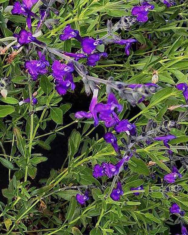 Sauge de Coahuila Purple Ginny - jardins - Salvia coahuilensis Purple Ginny