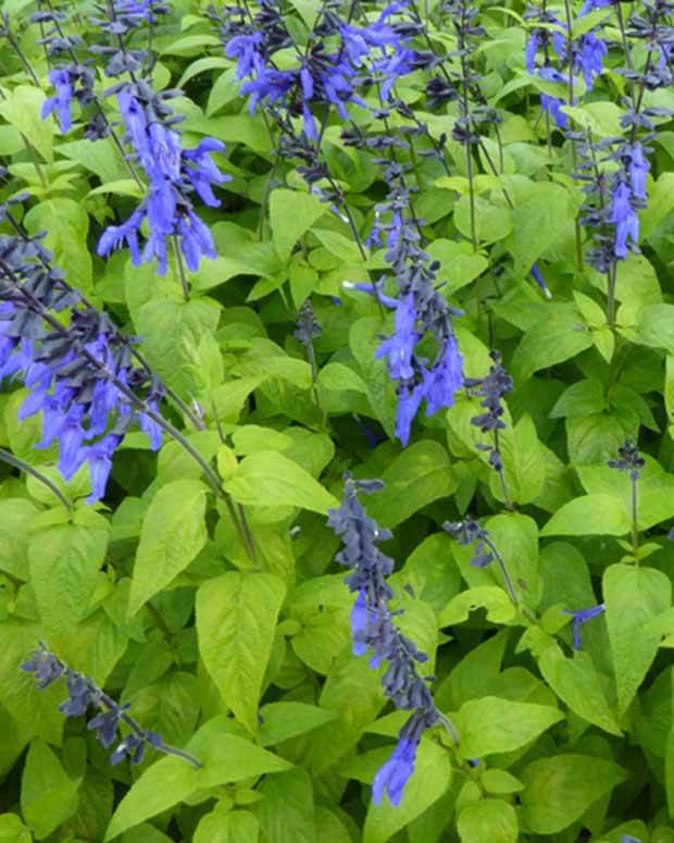 Sauge guarani Black and Blue - jardins - SALVIA GUARANITICA BLACK AND BLUE