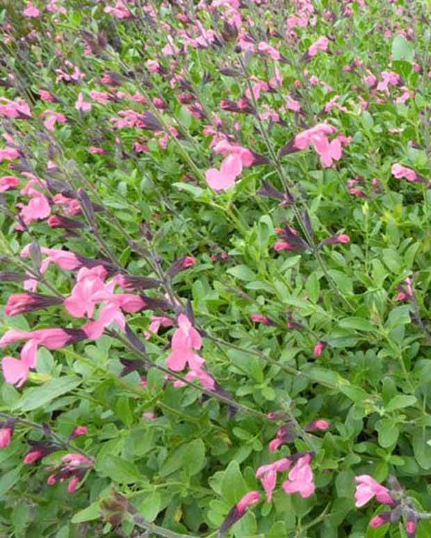 Sauge arbustive La Siesta - jardins - Salvia x jamensis La Siesta