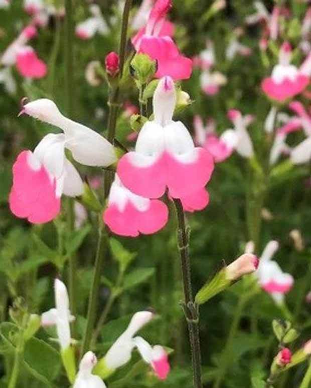 Sauge arbustive Pink lips - jardins - Salvia microphylla Jeremy PINK LIPS