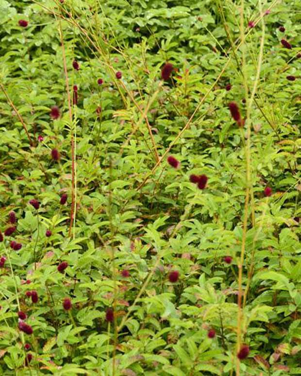 Pimprenelle Cangshan Cranberry - Sanguisorbe - jardins - Sanguisorba Cangshan Cranberry