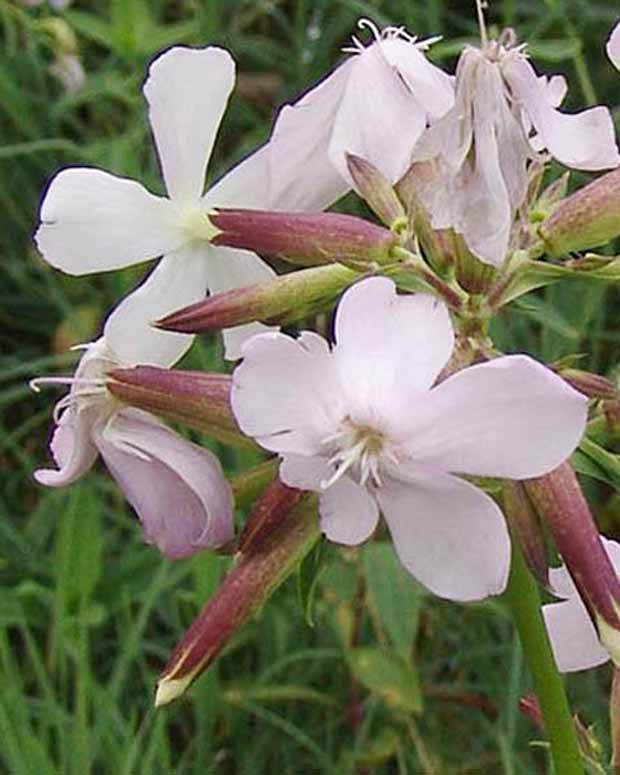 Saponaire officinale - Fleurs vivaces - Saponaria officinalis
