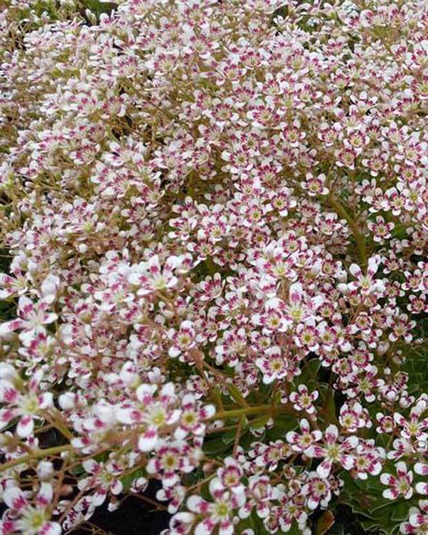 Saxifrage Southside Seedling - Fleurs vivaces - SAXIFRAGA COTYLEDON SOUTHSIDE SEEDLING