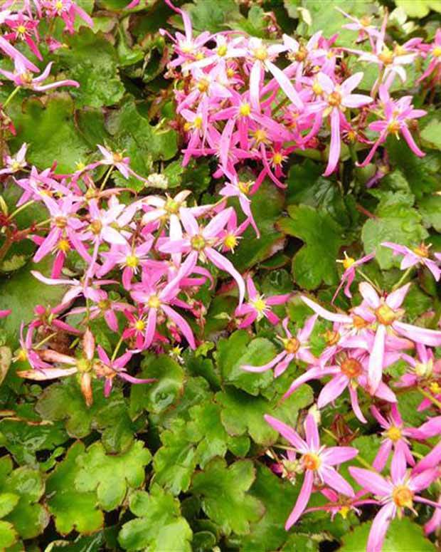 Saxifrage Sugar Plum Fairy - Fleurs vivaces - Saxifraga ( Fortunei Group ) Mount Hood
