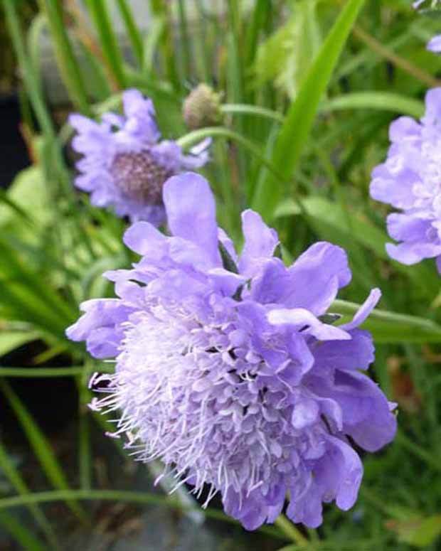 Scabieuse du Japon Alpina - Fleurs vivaces - Scabiosa japonica var. alpina