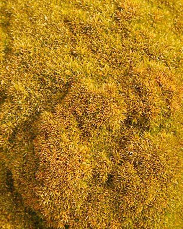 Scléranthe Selected Bronze - jardins - Scleranthus uniflorus Selected Bronze
