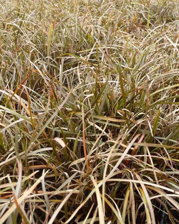 Laîche de Berggren - Graminées - Carex berggrenii