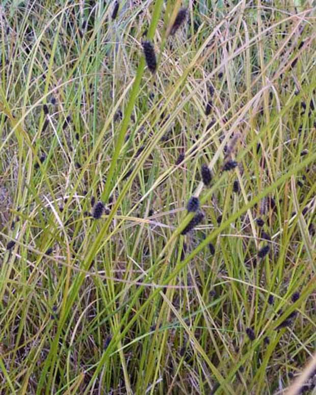 Laîche orangée Laîche d automne - Graminées - Carex dipascea