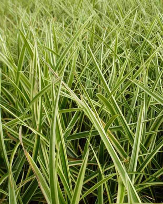 Laîche du Japon Goldband - Carex - Graminées - Carex morrowii Goldband