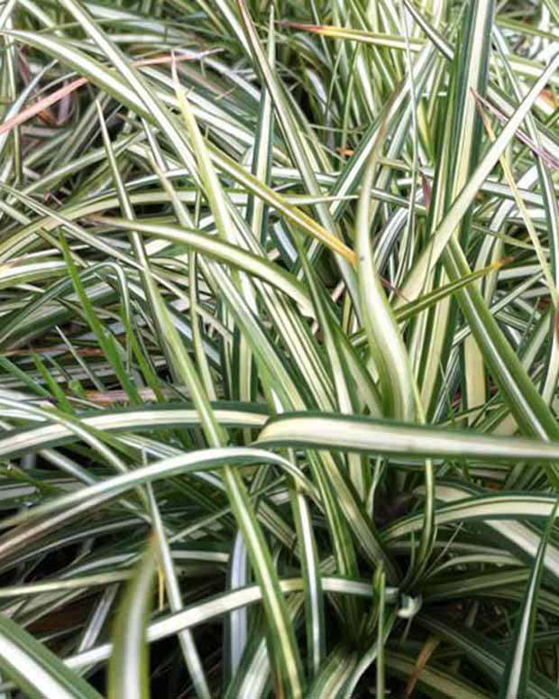 Laîche pied-doiseau panachée - Graminées - Carex ornithopoda Variegata