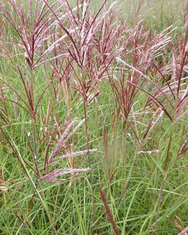 Eulalie Red Chief Roseau de Chine - Graminées - MISCANTHUS SINENSIS RED CHIEF