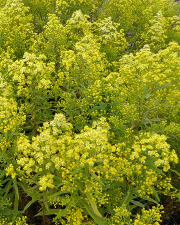 3 Asters jaune Lemore Asters hybride Lemore - jardins - SOLIDASTER LUTEUS LEMORE