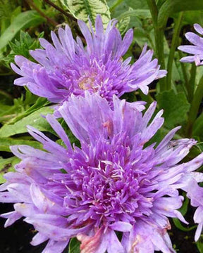 Stokesia laevis - Fleurs vivaces - Stokesia laevis