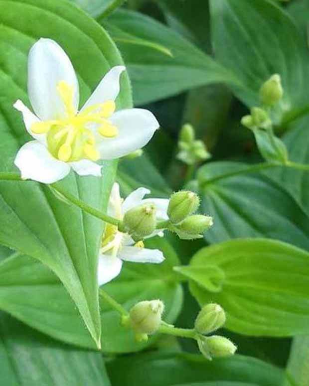 Lys des crapauds Alba Lis-orchidée blanc - jardins - Tricyrtis lasiocarpa Alba