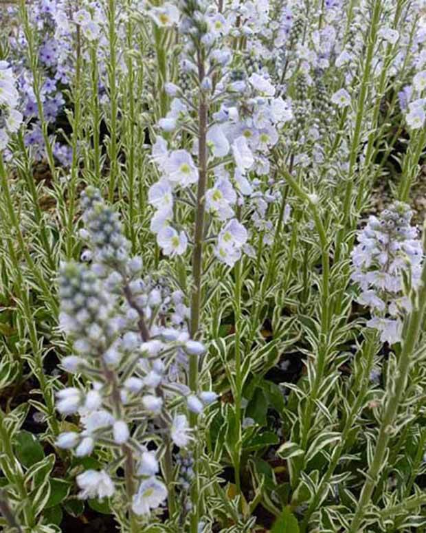 3 Véroniques du Caucase panachée - Fleurs vivaces - VERONICA GENTIANOIDES VARIEGATA