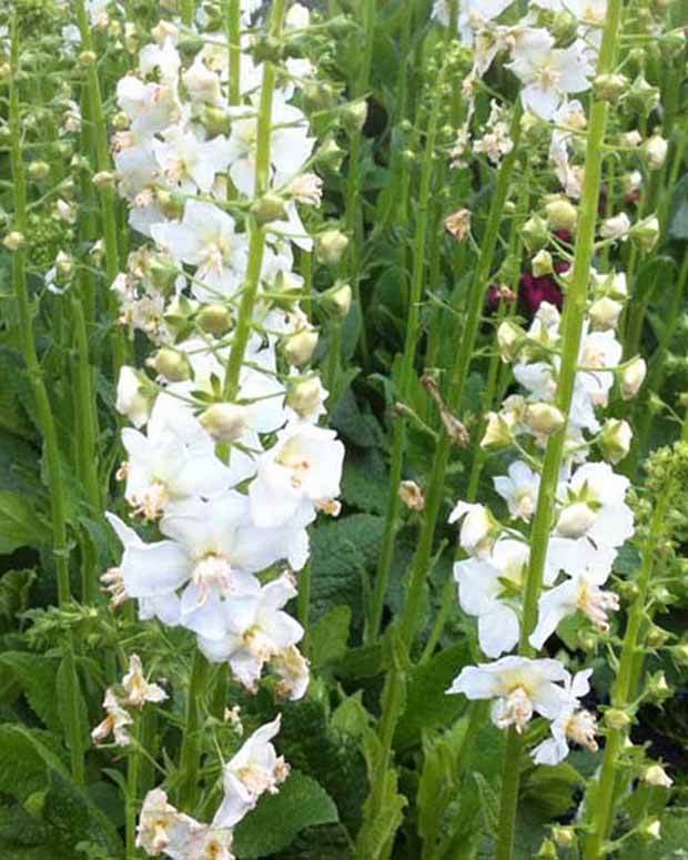 3 Molènes de Phénicie Flush of White - jardins - Verbascum phoeniceum Flush of White