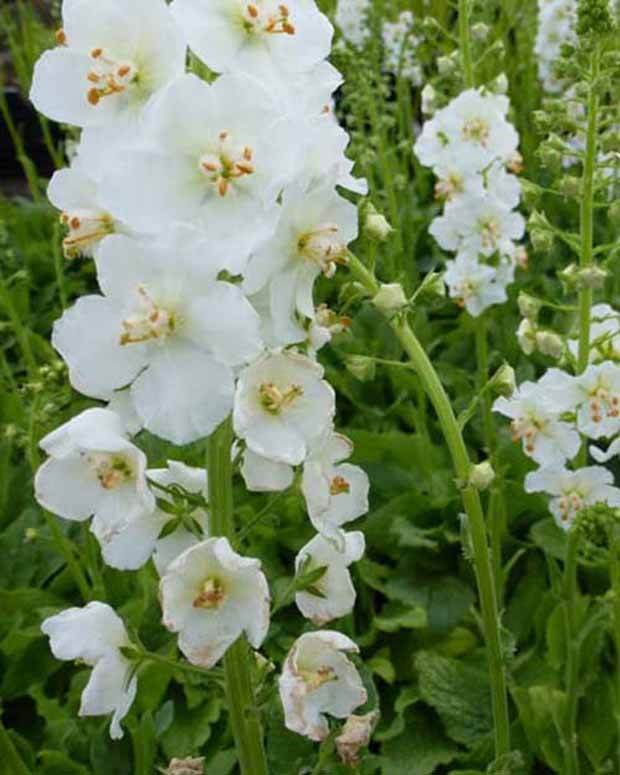 3 Molènes de Phénicie Flush of White - Plantes - Verbascum phoeniceum Flush of White