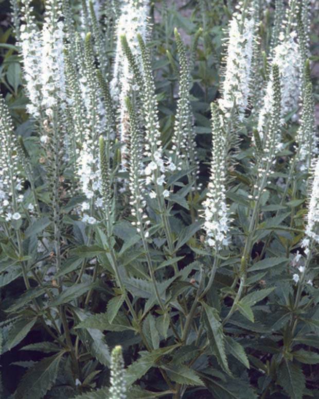 3 Véroniques en épis blanche - Fleurs vivaces - VERONICA SPICATA ALBA