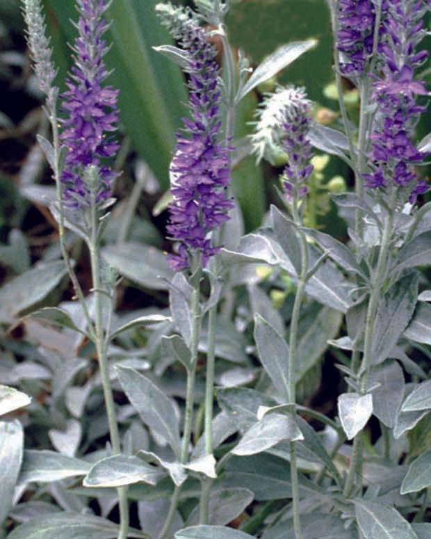 Véronique en épis Silbersee - Fleurs vivaces - Veronica spicata subsp. incana Silbersee