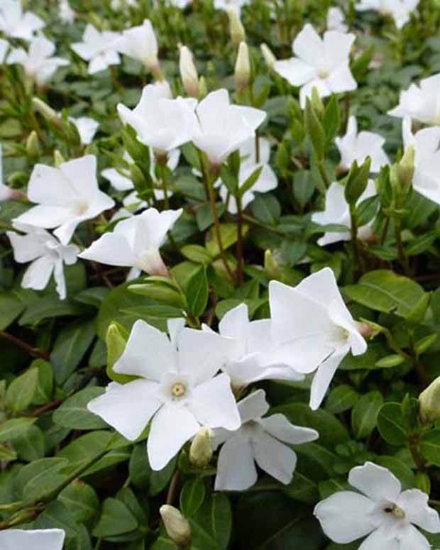 Petite pervenche White Power - Fleurs vivaces - VINCA MINOR WHITE POWER