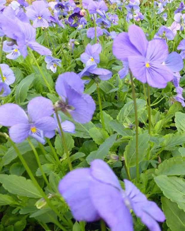 3 Violettes cornue Blaue Schönheit Violettes cornue Beauté Bleue - Fleurs vivaces - VIOLA CORNUTA BLAUE SCHÖNHEIT