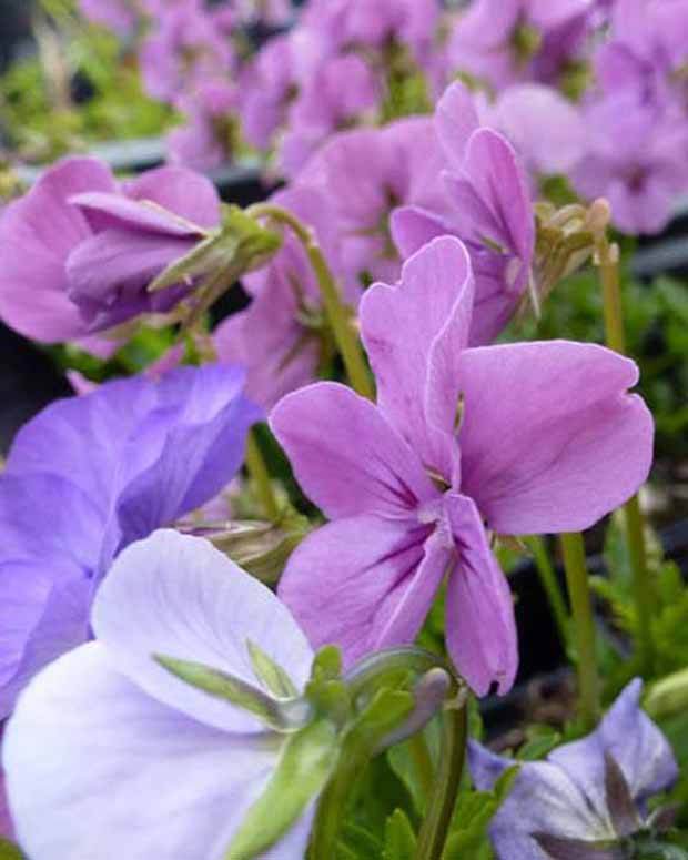Violette cornue Letitia - Pensée - Fleurs vivaces - VIOLA CORNUTA LETITIA