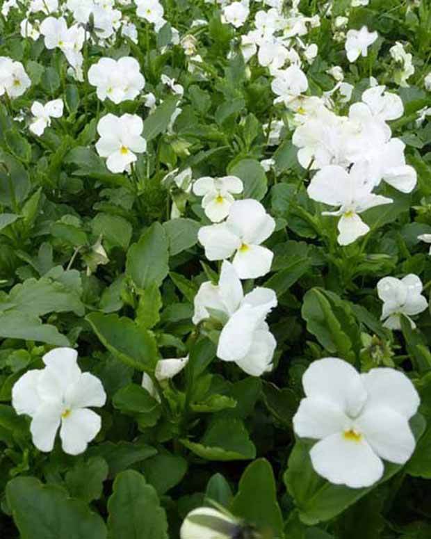 3 Violettes cornue White Perfection Pensée à cornes - Fleurs vivaces - VIOLA CORNUTA WHITE PERFECTION