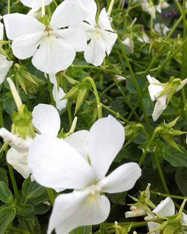 Violette cornue Wisley White - Fleurs vivaces - Viola cornuta Wisley White