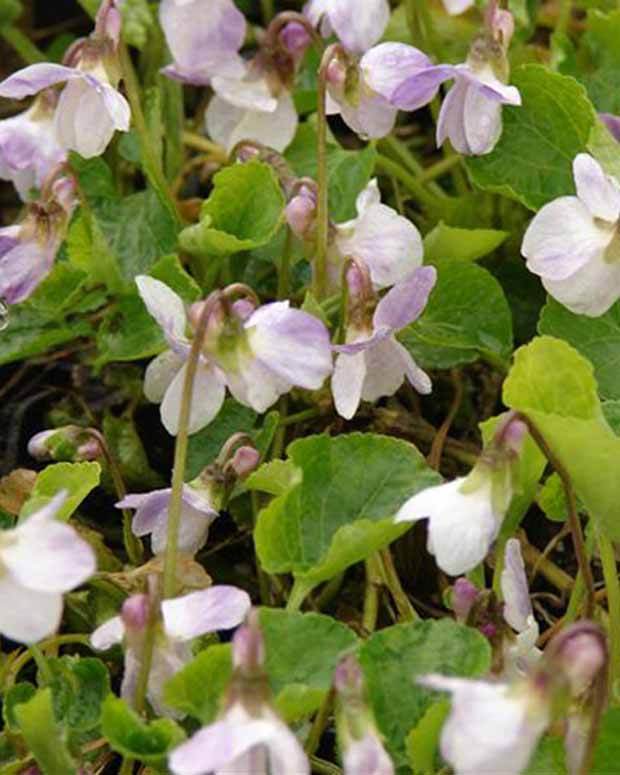 3 Violettes odorante Mrs R Barton - Fleurs vivaces - Viola odorata Mrs R. Barton