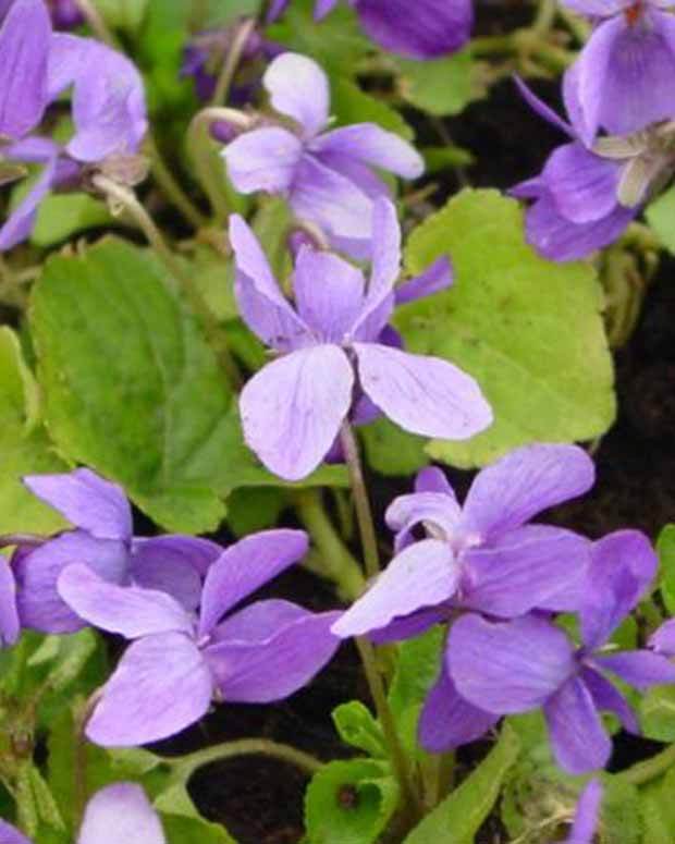 3 Violettes odorante Vanilla - Fleurs vivaces - Viola odorata Vanilla