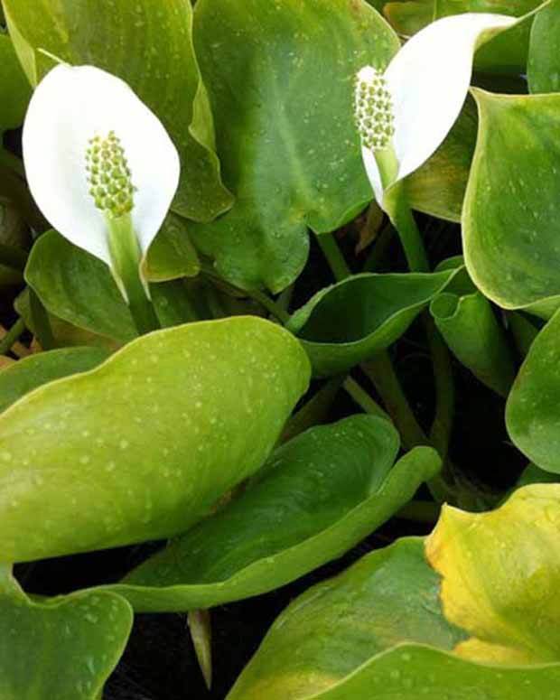Arum d eau - jardins - Calla palustris