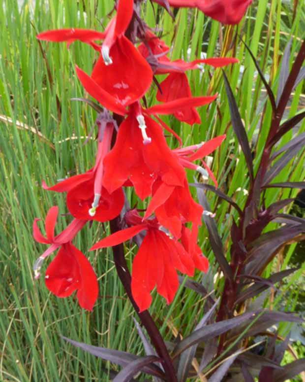 Lobelia écarlate - jardins - Lobelia cardinalis
