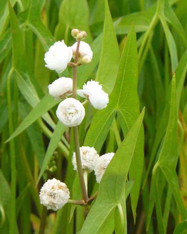 Sagittaire à feuilles en flèche et fleurs doubles - jardins - Sagittaria sagittifolia Flore Pleno
