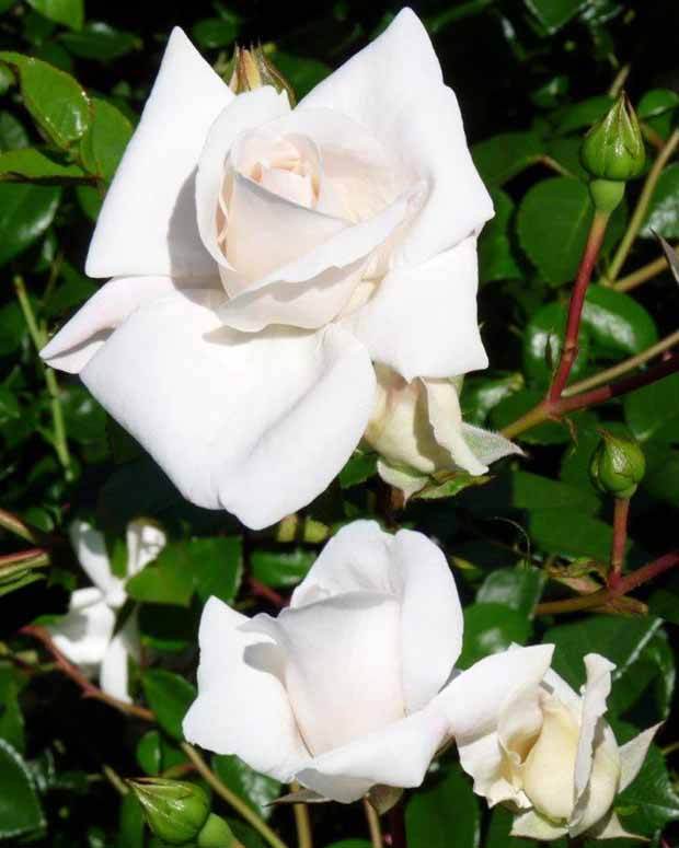 Rosier grimpant White New Dawn - jardins - Rosa White New Dawn