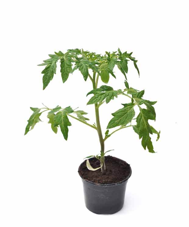 3 Plants Tomate Pyros F1 - Plants potagers - Solanum lycopersicum Pyros F1