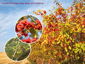 Collection Haie aux oiseaux - 4 arbustes EXTRA - Haie de 3 m long - jardins - Cotoneaster franchetii, Amelanchier lamarckii, Euonymus, Symphoricarpos