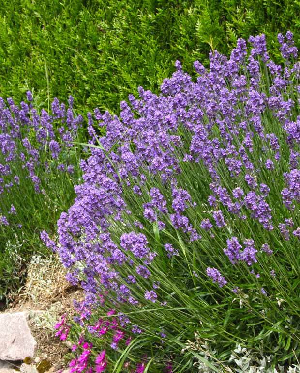 15 Lavandes bleues - jardins - Lavandula angustifolia Munstead