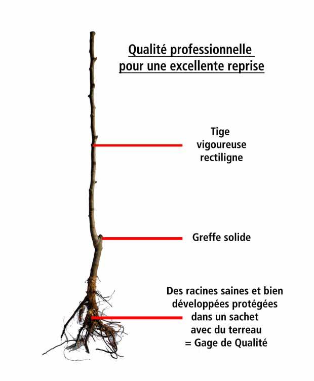 Cerisier Géante du Canada - Fruitiers : Arbres et arbustes