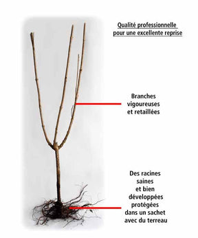 Collection Haie aux oiseaux - 4 arbustes - Haie de 3 m linéaire - Plantes - Cotoneaster francetii, Amelanchier lamarckii, Euonymus, Symphoricarpos
